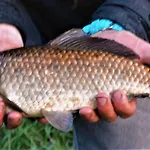 Lantgård Dworek Andrzejowka *